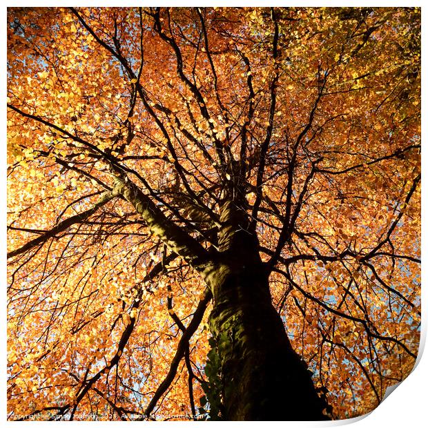 Beech tree in autumn Print by Simon Johnson