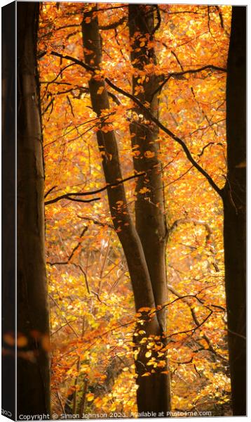  Through the beech trees Canvas Print by Simon Johnson