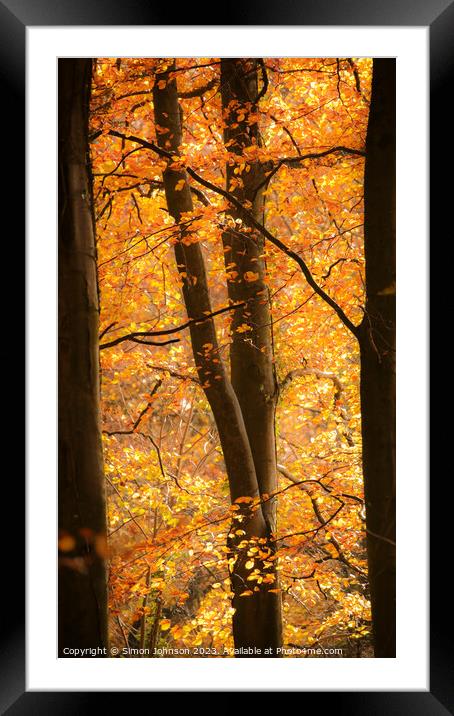  Through the beech trees Framed Mounted Print by Simon Johnson