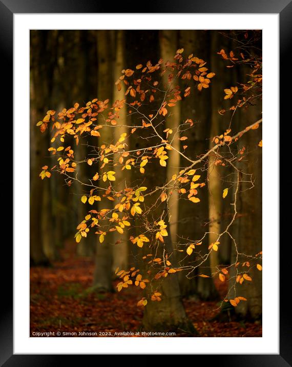 Sunlit Autumn Leaves  Framed Mounted Print by Simon Johnson