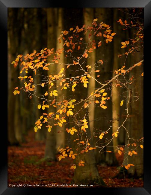 Sunlit Autumn Leaves  Framed Print by Simon Johnson