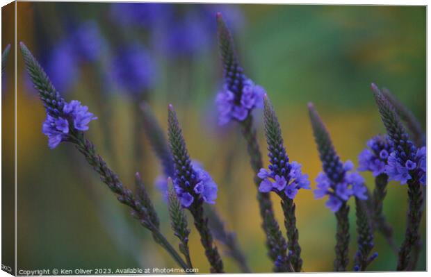 Delicate Beauty of Blue Vervain Canvas Print by Ken Oliver