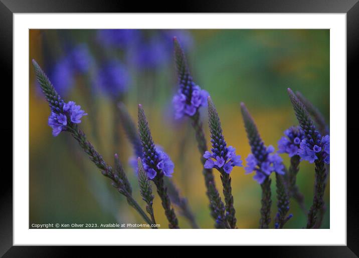Delicate Beauty of Blue Vervain Framed Mounted Print by Ken Oliver