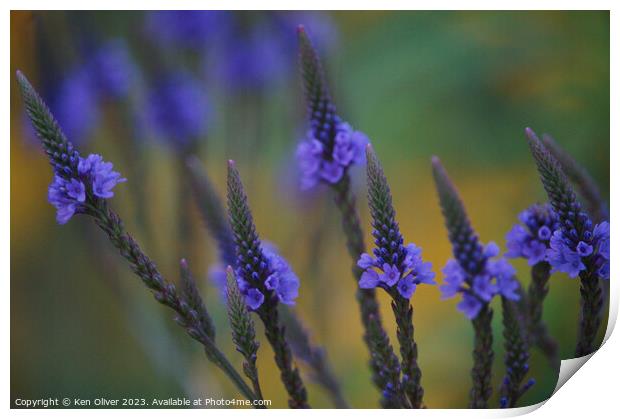 Delicate Beauty of Blue Vervain Print by Ken Oliver