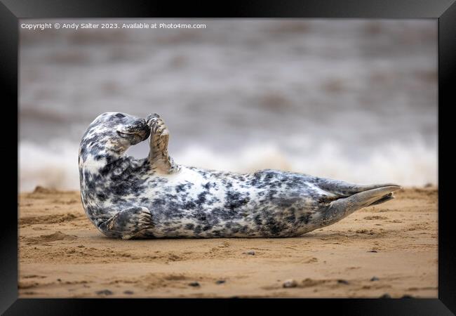 Winterton on Sea Grey Seal Framed Print by Andy Salter