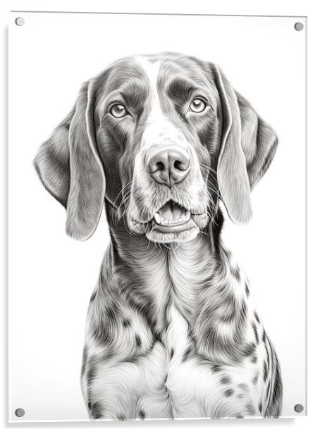 German Shorthaired Pointer Pencil Drawing Acrylic by K9 Art