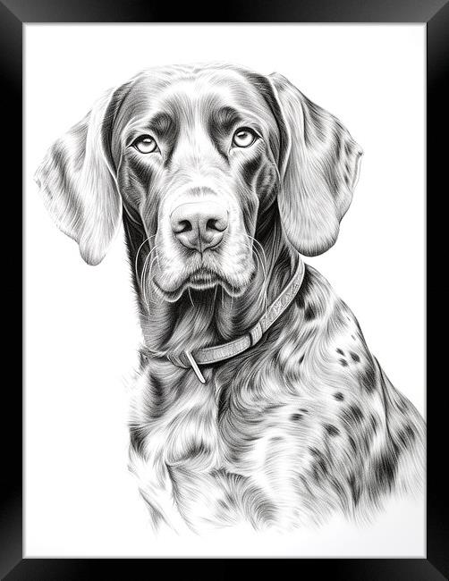 German Shorthaired Pointer Pencil Drawing Framed Print by K9 Art