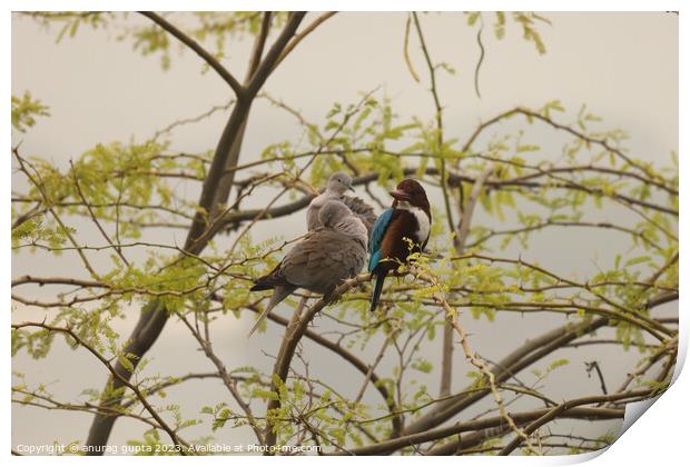 birds Print by anurag gupta