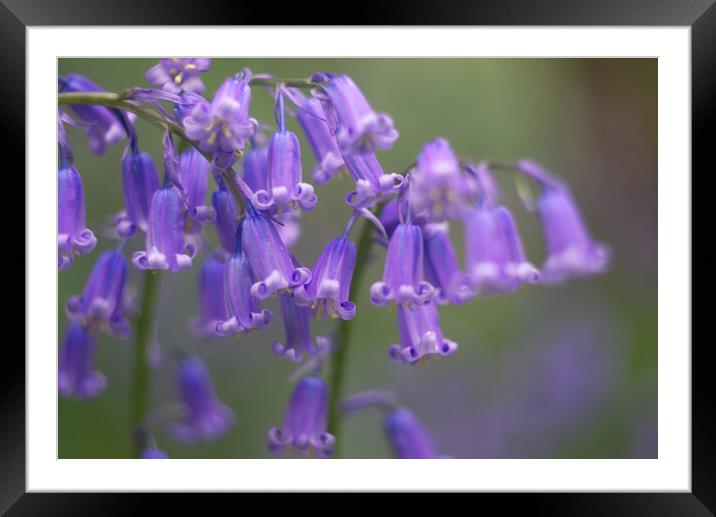 Bluebell Flowers Framed Mounted Print by Alison Chambers