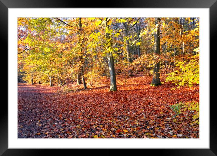 Autumn Woodland Newmillerdam Framed Mounted Print by Tim Hill