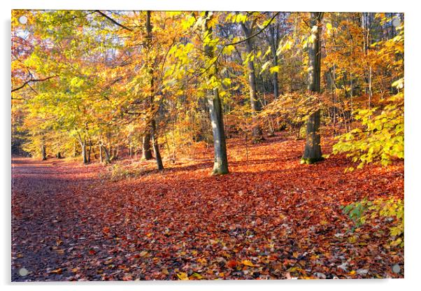 Autumn Woodland Newmillerdam Acrylic by Tim Hill