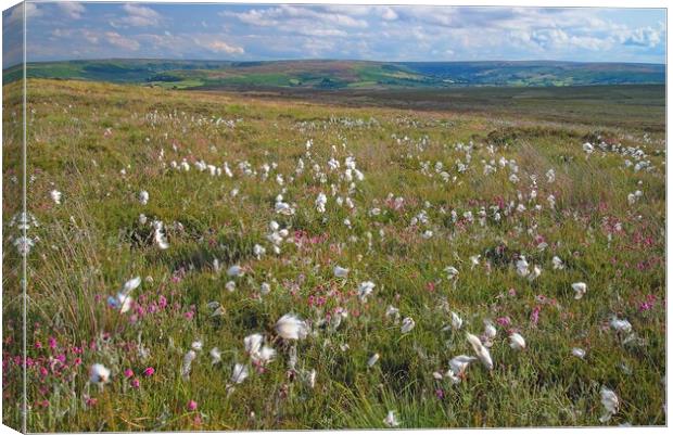 Cottongrass on the North York Moors Canvas Print by Martyn Arnold