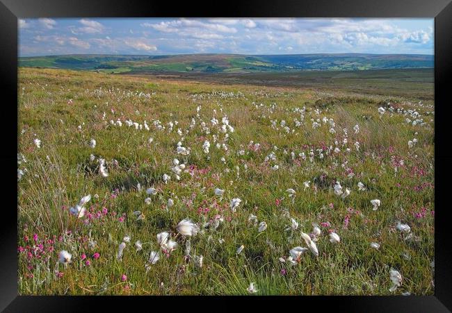 Cottongrass on the North York Moors Framed Print by Martyn Arnold