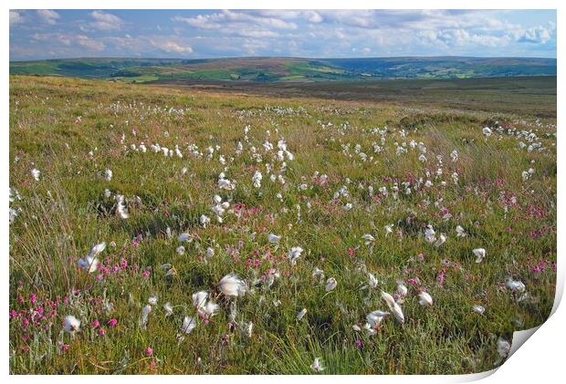 Cottongrass on the North York Moors Print by Martyn Arnold