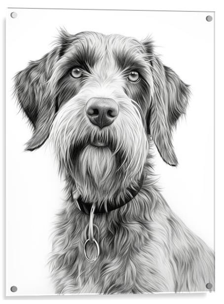 German Wirehaired Pointer Pencil Drawing Acrylic by K9 Art