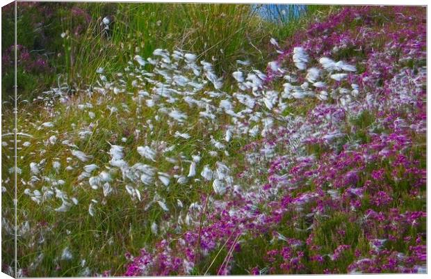 Moorland Cotton grass (Eriophorum) Canvas Print by Martyn Arnold