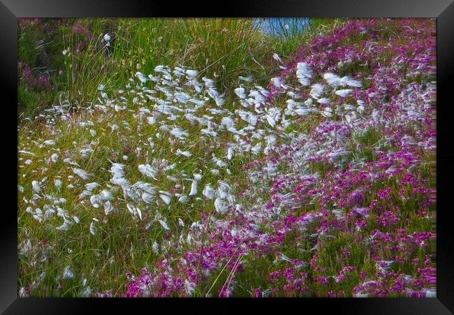 Moorland Cotton grass (Eriophorum) Framed Print by Martyn Arnold