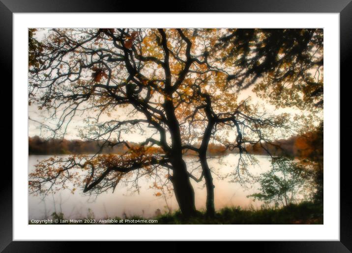 Moody Tree  Framed Mounted Print by Iain Mavin