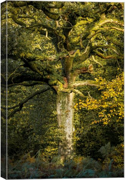 An oak tree bathed in sunlight Canvas Print by Joy Walker