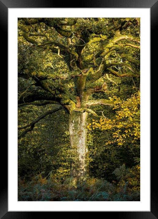 An oak tree bathed in sunlight Framed Mounted Print by Joy Walker