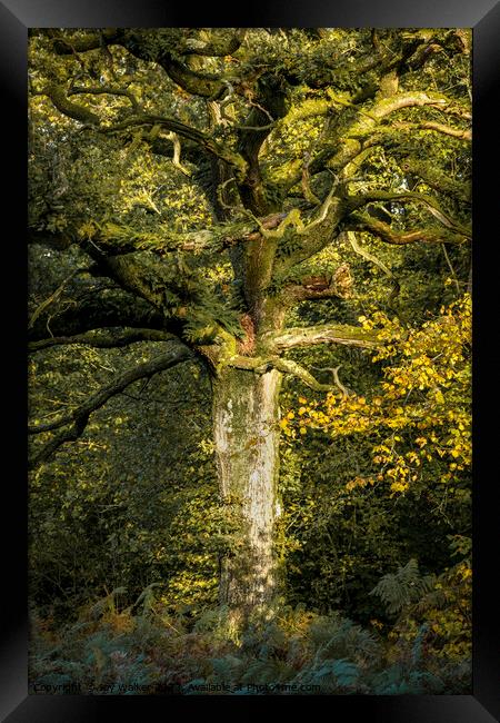An oak tree bathed in sunlight Framed Print by Joy Walker