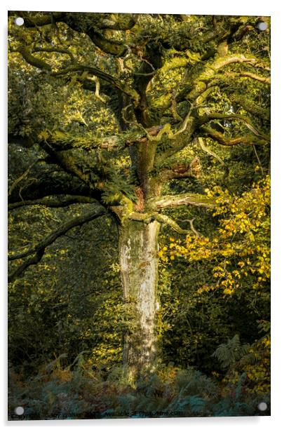 An oak tree bathed in sunlight Acrylic by Joy Walker