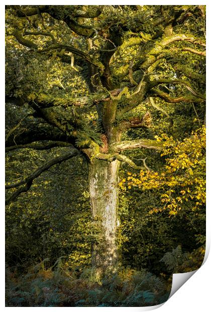 An oak tree bathed in sunlight Print by Joy Walker