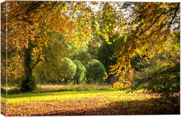 A woodland view in the fall sunshine Canvas Print by Joy Walker