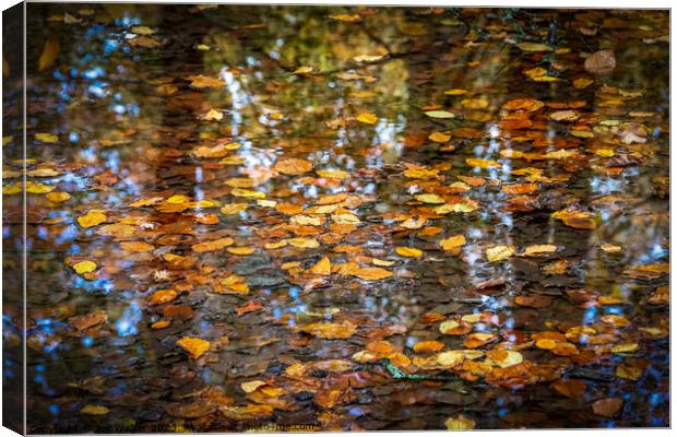 A pool of water with tree reflections and floating leaves Canvas Print by Joy Walker