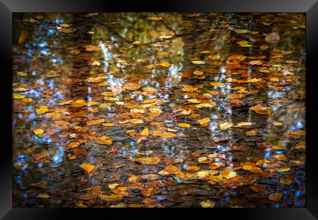 A pool of water with tree reflections and floating leaves Framed Print by Joy Walker