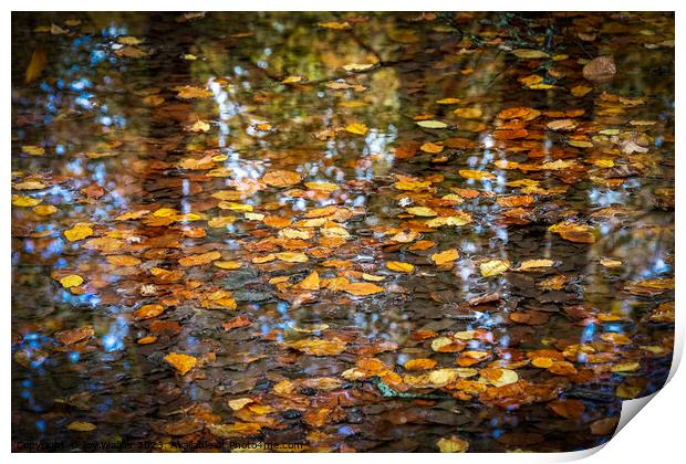 A pool of water with tree reflections and floating leaves Print by Joy Walker