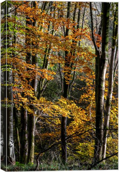 Beech trees Canvas Print by Joy Walker