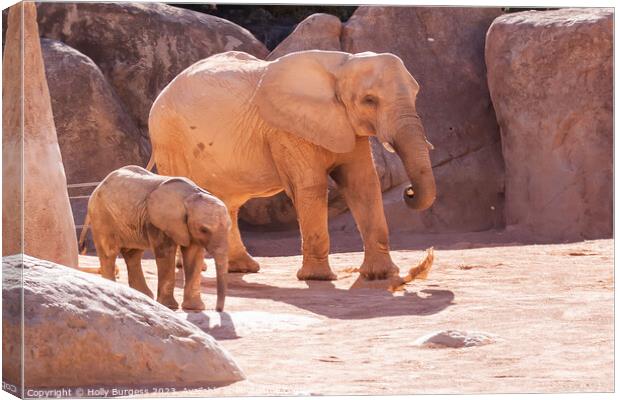 Elephants and baby Bio Zoo Valencia  Canvas Print by Holly Burgess