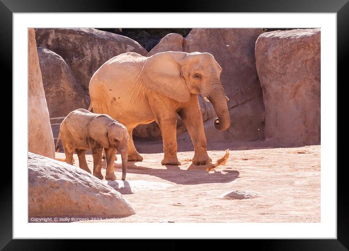 Elephants and baby Bio Zoo Valencia  Framed Mounted Print by Holly Burgess