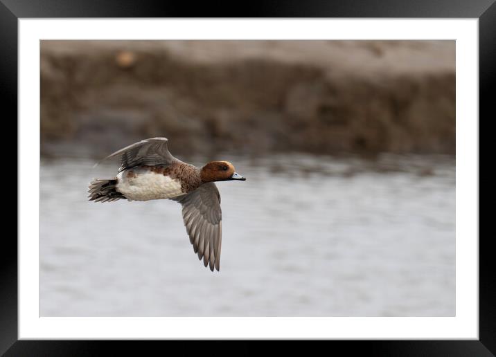 Handsome Male Eurasian Wigeon Takes Flight  Framed Mounted Print by kathy white