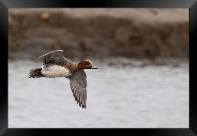 Handsome Male Eurasian Wigeon Takes Flight  Framed Print by kathy white