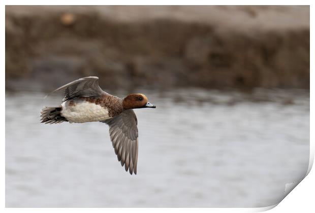 Handsome Male Eurasian Wigeon Takes Flight  Print by kathy white