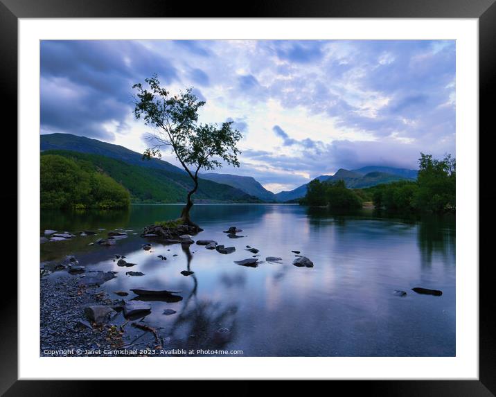 Reflections of the Lone Tree Framed Mounted Print by Janet Carmichael