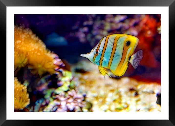 Butterfly Fish Framed Mounted Print by Kathleen Stephens
