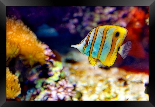 Butterfly Fish Framed Print by Kathleen Stephens