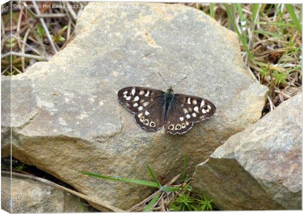 Speckled wood butterfly on rock Canvas Print by Phil Banks