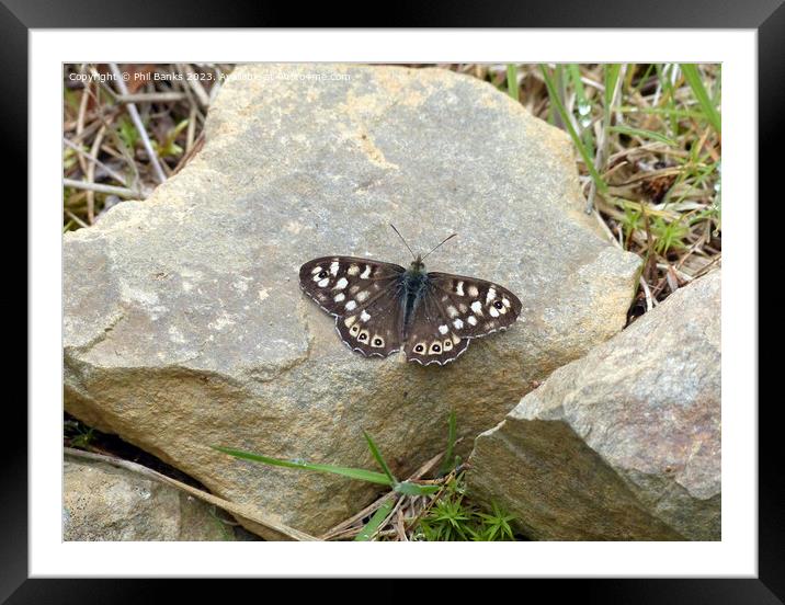 Speckled wood butterfly on rock Framed Mounted Print by Phil Banks