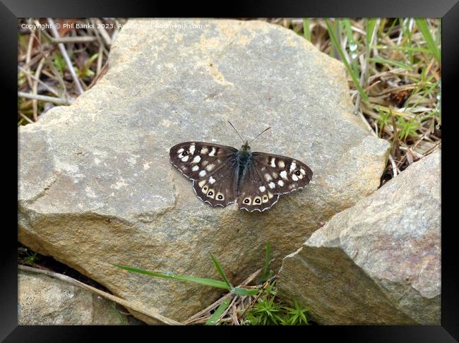 Speckled wood butterfly on rock Framed Print by Phil Banks