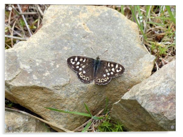 Speckled wood butterfly on rock Acrylic by Phil Banks