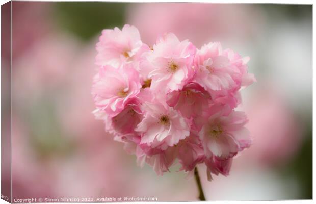 Pimk Cherry Blossom Canvas Print by Simon Johnson