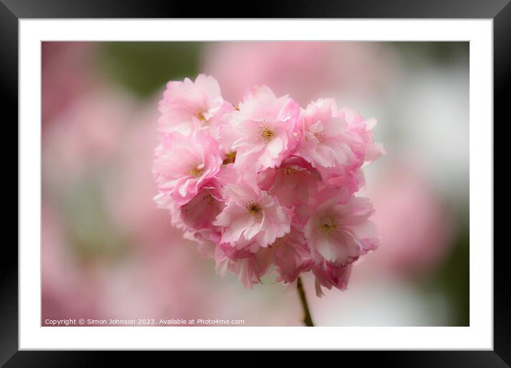 Pimk Cherry Blossom Framed Mounted Print by Simon Johnson