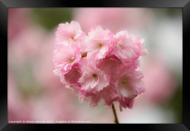 Pimk Cherry Blossom Framed Print by Simon Johnson