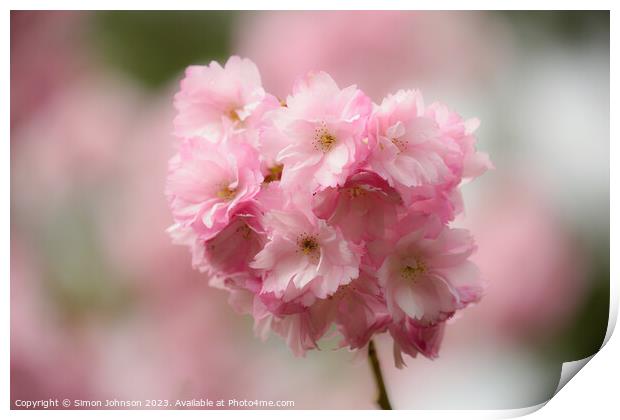 Pimk Cherry Blossom Print by Simon Johnson