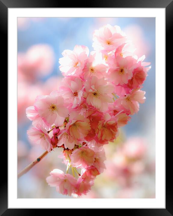 Pink Cherry Blossom Framed Mounted Print by Simon Johnson