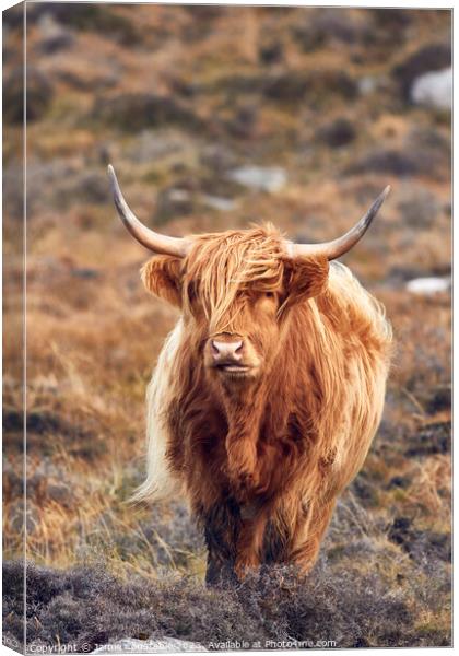 Highland cow Canvas Print by Jamie Constable